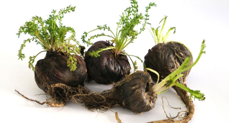 maca negra
