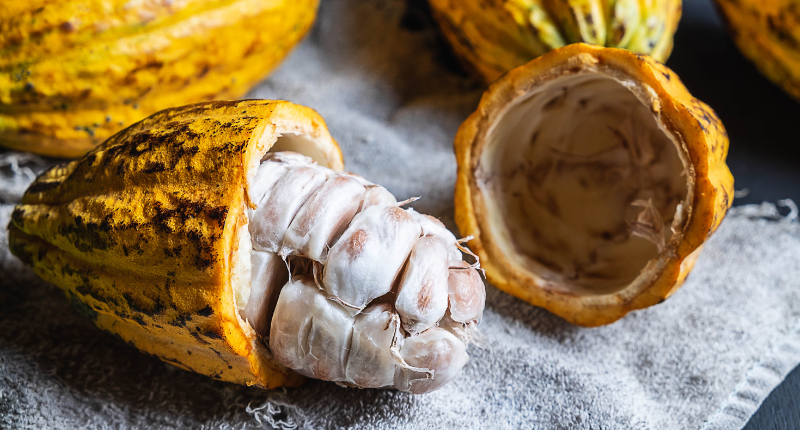 vaina de cacao de Ecuador