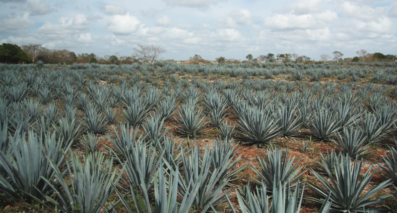 Cocina de lluvia en México