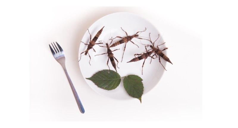 Insectos comestibles servidos en un plato gourmet, ejemplo de entomofagia moderna y sostenible.