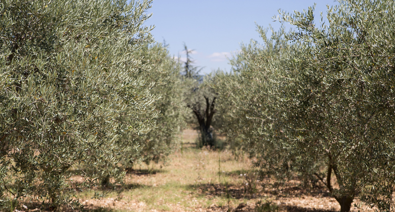 Energía y gastronomía: un futuro sostenible para Andalucía