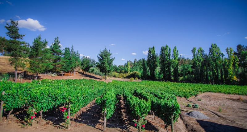Valle del Biobío enoturismo en chile