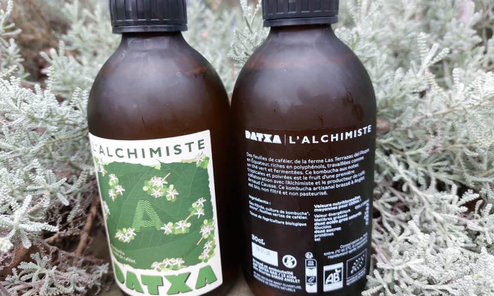 Kombucha de hoja de café: innovación y sostenibilidad