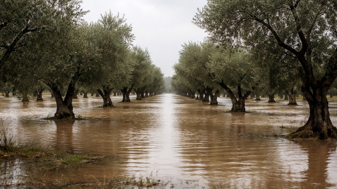 Olivos inundados por Borrasca Marta y Leonardo