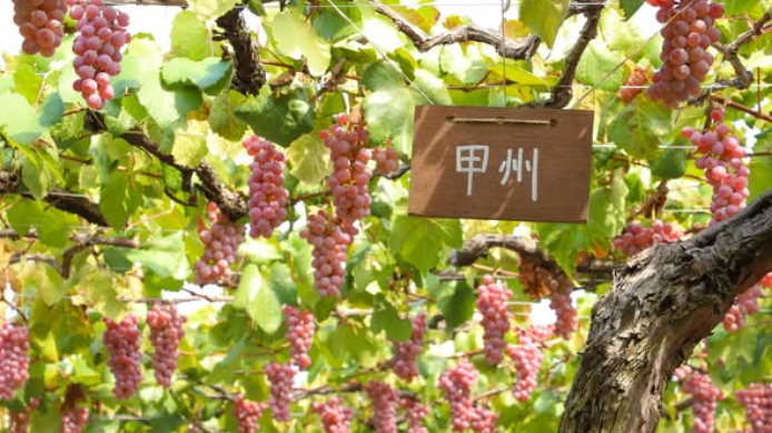 Uvas japonesas