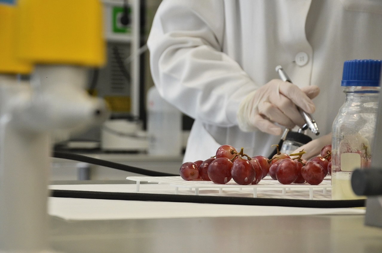 análisis enológico-calidad-uva