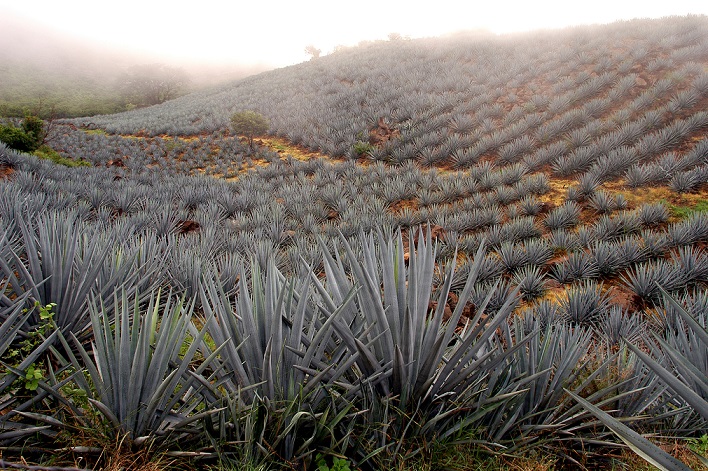 Tequila-agave