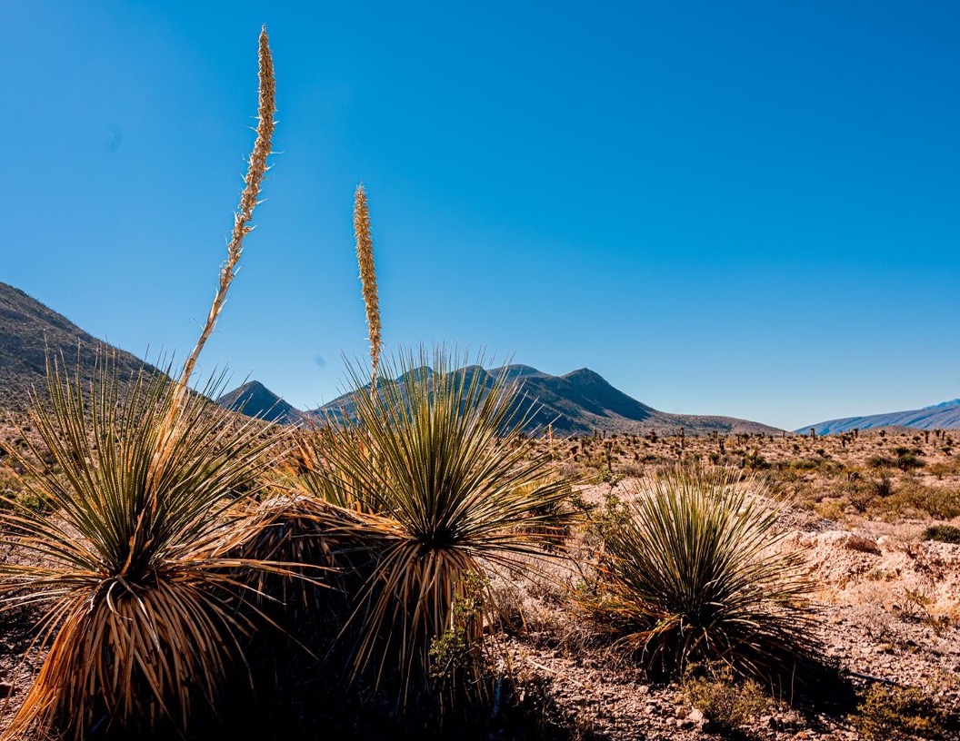 Sotoles en el desierto de México
