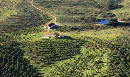 Practica olivoturismo en tierras portuguesas