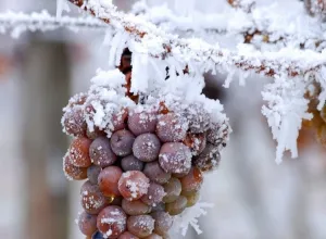 Vinos de hielo