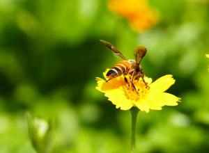 Slow Food-Slow-Bees-Polinizacion