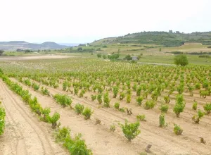 Viñedos Rioja Alavesa