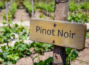 Pinot Noir 