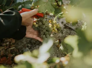 vendimia de Bodegas José Pariente 