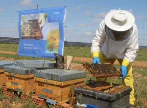 miel de abeja 