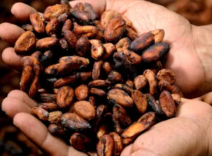 El cacao de San Martín