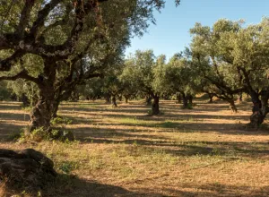 oleoturismo academy españa