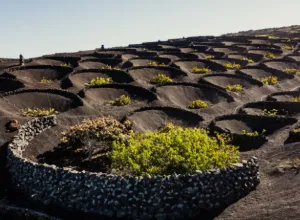 vinos-islas-canarias