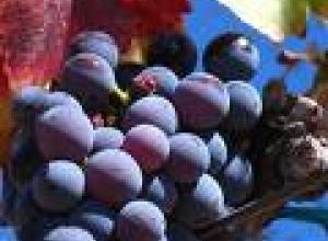 España: Más de 80 millones de kilos de uva se pueden quedar en las cepas de Rioja