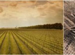Castell del Remei reafirma su apuesta por los vinos blancos de calidad con la plantación de 11 nuevas hectáreas de variedades blancas