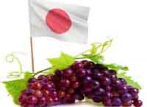 Las uvas japonesas comienzan a destacar en el sector vinícola