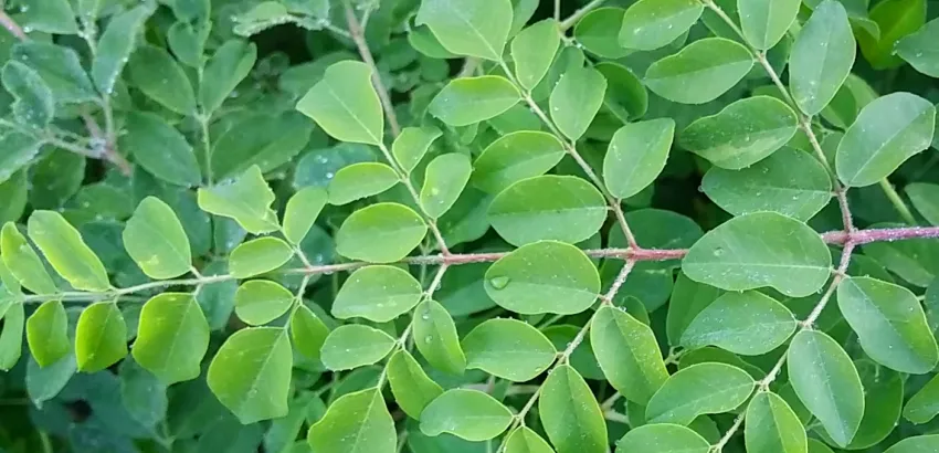 moringa-hojas