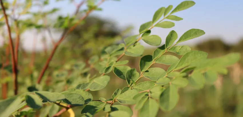 moringa-hojas