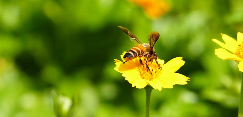 Slow Food-Slow-Bees-Polinizacion