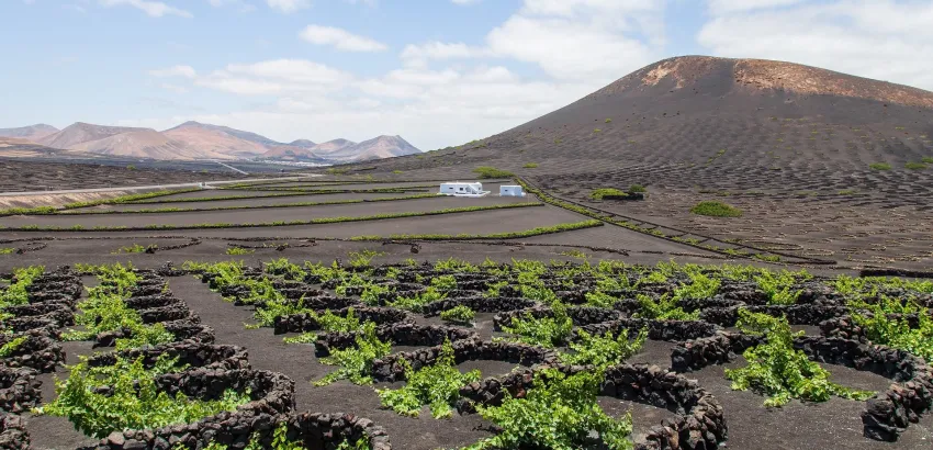 vinos volcánicos-lanzarote