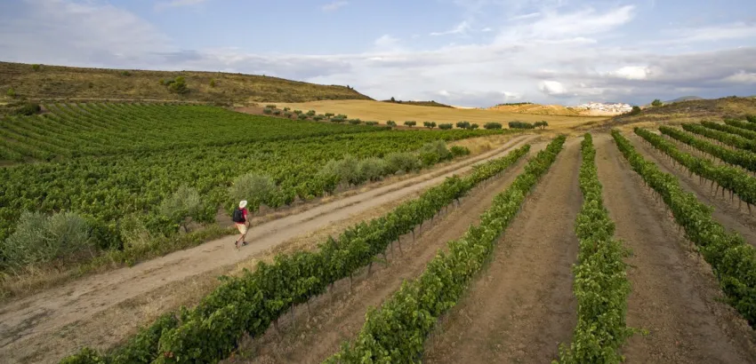 Ruta del Vino-Camino-de Santiago