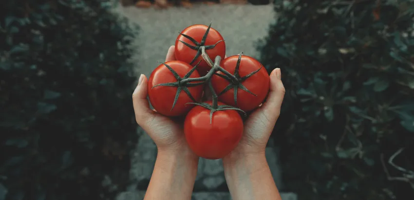 alimentos saludables-tomate