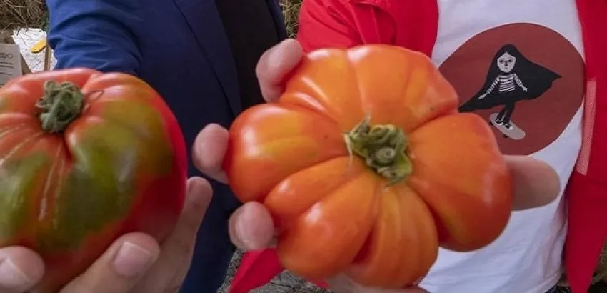 Feria Nacional del Tomate Antiguo