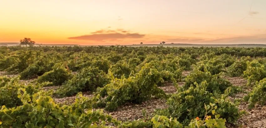 Bodegas José Pariente