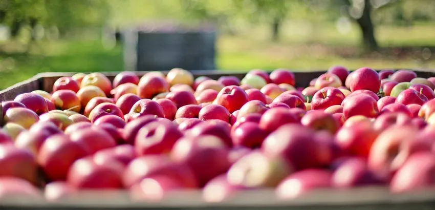 manzana