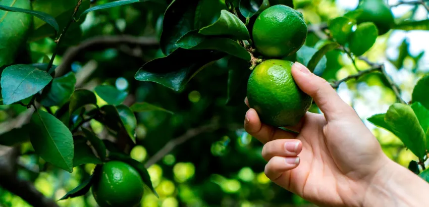 Producción de limones