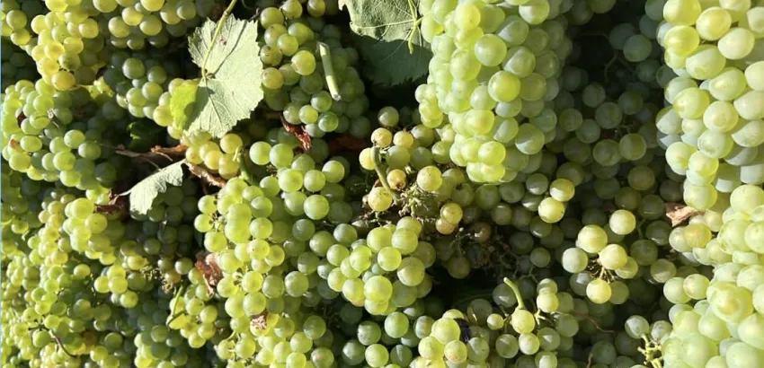 uvas