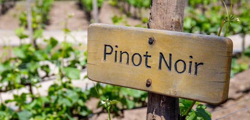 Pinot Noir 