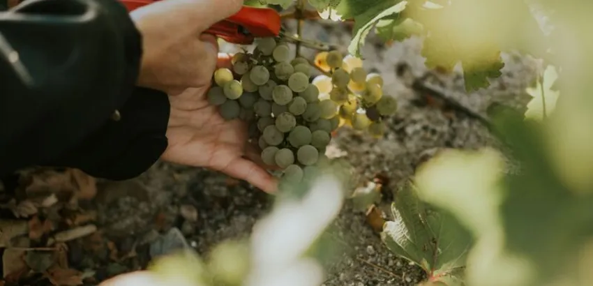 vendimia de Bodegas José Pariente 