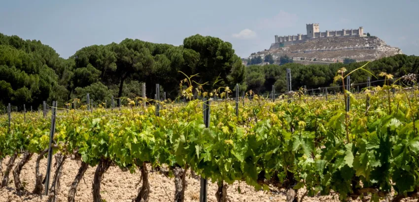 Milla de Oro del Vino / Provincia de Valladolid,