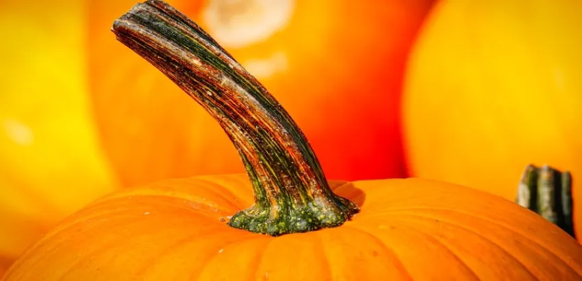 calabaza