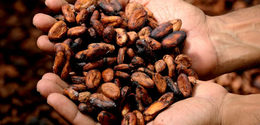 El cacao de San Martín