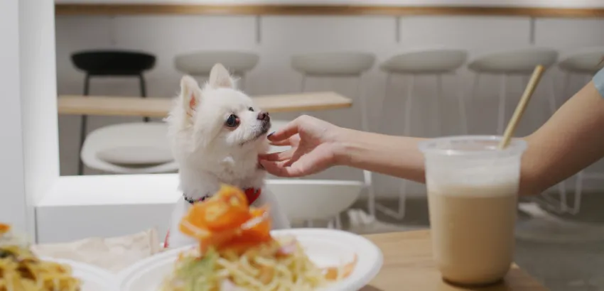 perro en un restaurante pet-friendly