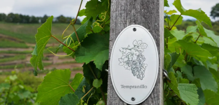 uva tempranillo