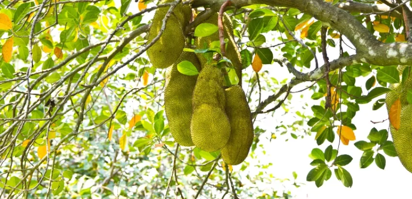 jackfruit