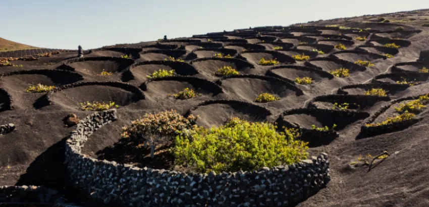 vinos-islas-canarias