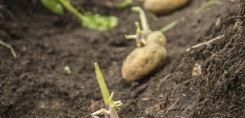 Las patatas pueden crecer sin problemas en el planeta Marte