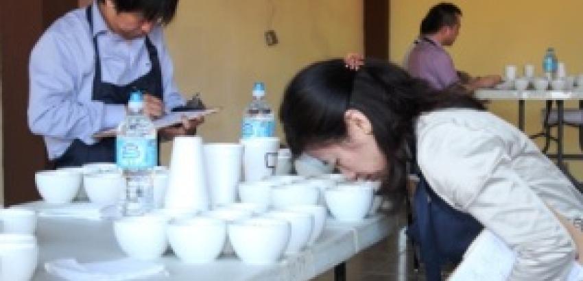 24 lotes del mejor café de Panamá están en la gran final