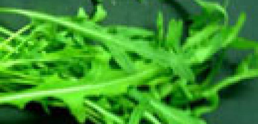 La Rúcula, una mala hierba convertida en vegetal de lujo