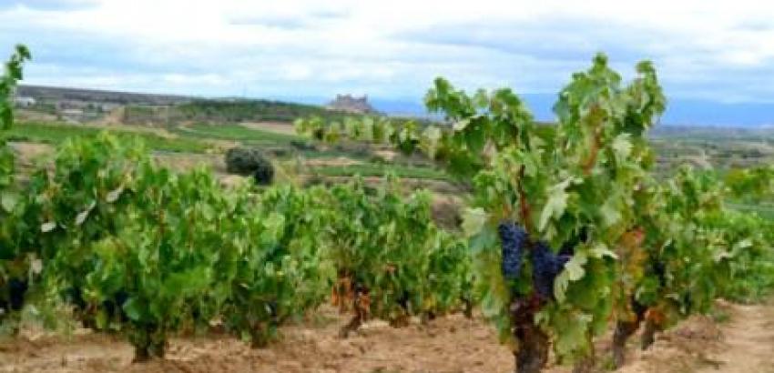 La Bodega Carlos Moro celebra su primera vendimia en La Rioja