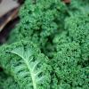 Kale-alimentos-beneficiosos-pa-el-organismo